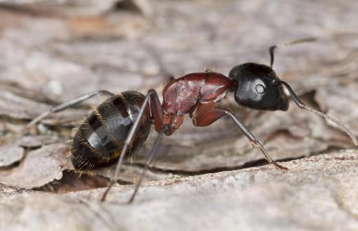Ants may be responsible for causing anaphylactic shock in some people.