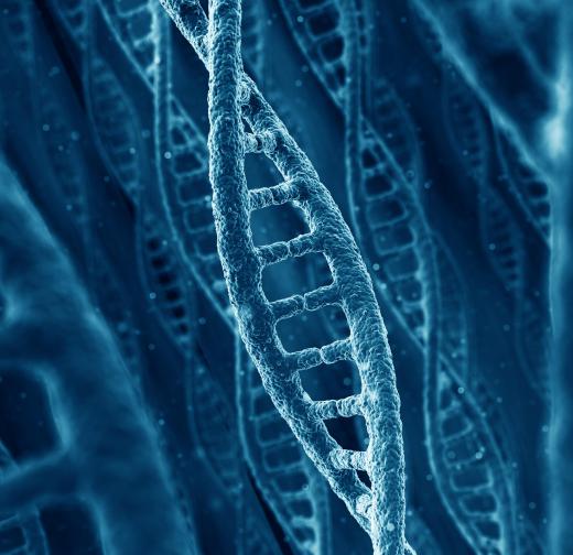 DNA replication happens during each instance of cell division.