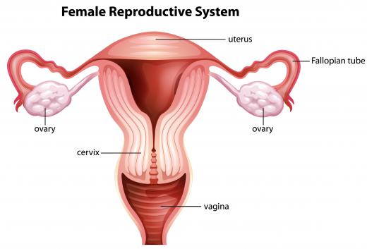 The pituitary gland controls the ovaries.