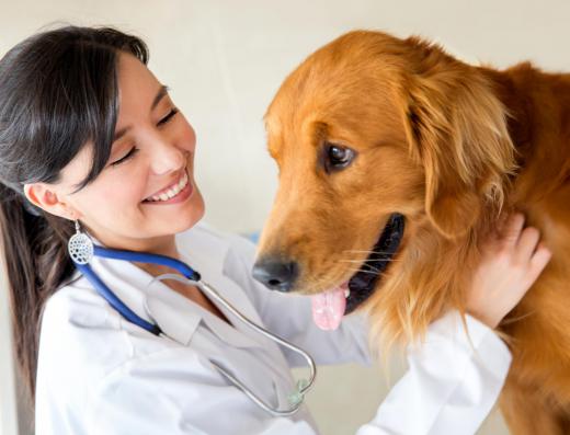 A veterinarian should be consulted if a pet accidentally ingests fluxloxacillin.