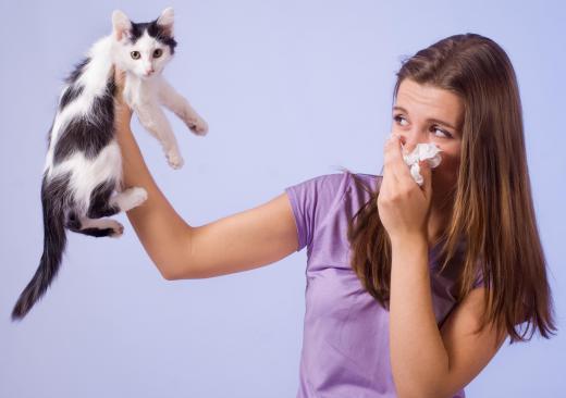 Those allergic to cats may experience a runny nose and the urge to sneeze whenever a cat is present.
