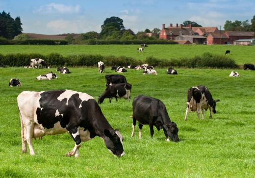Cattle should be monitored to prevent grazing on neurotoxic plants.