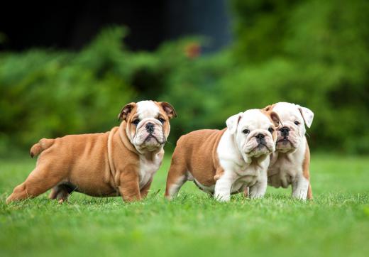 Dogs and other mammals have blood cells that are very similar to humans.