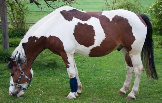 Robert Jones bandages are often used in veterinary medicine to treat severe injuries to the extremities of pets and livestock.