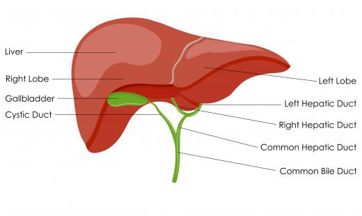 The liver doesn't just metabolize alcohol, but also plays a significant role in metabolism in general.