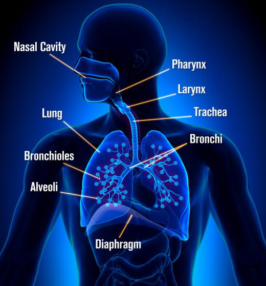 Warming air taken in from the outside before it reaches the lungs is an important function of the epithelium lining.