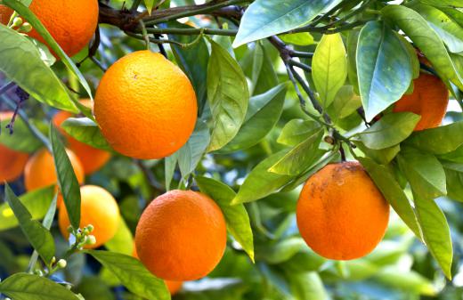 Citrus fruits are rich in glutamine, which helps the human body produce GABA.