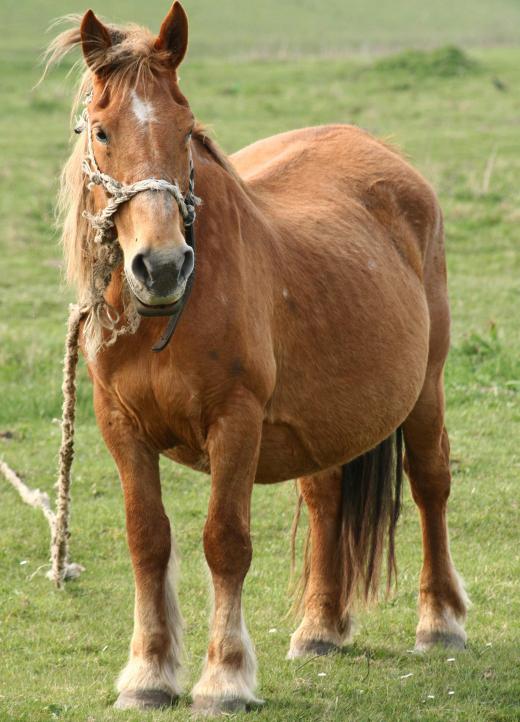 Natural estrogen cream may contain estrogen extracted from the urine of pregnant mares.