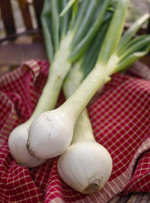 Some believe that when made with green onions, onion tea is more nutritious.