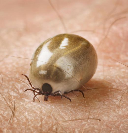 Take special care when removing a tick so that a health professional can later inspect it for disease, which can help a doctor determine whether you need to take antibiotics.