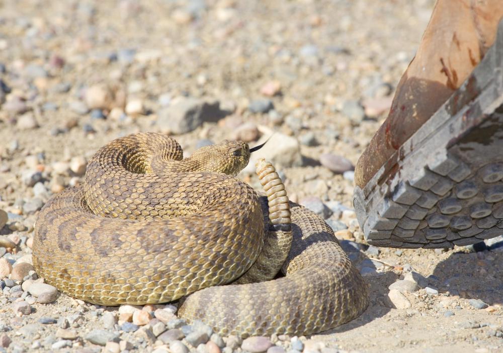 Native Americans once used podophyllotoxin to treat snake bites.