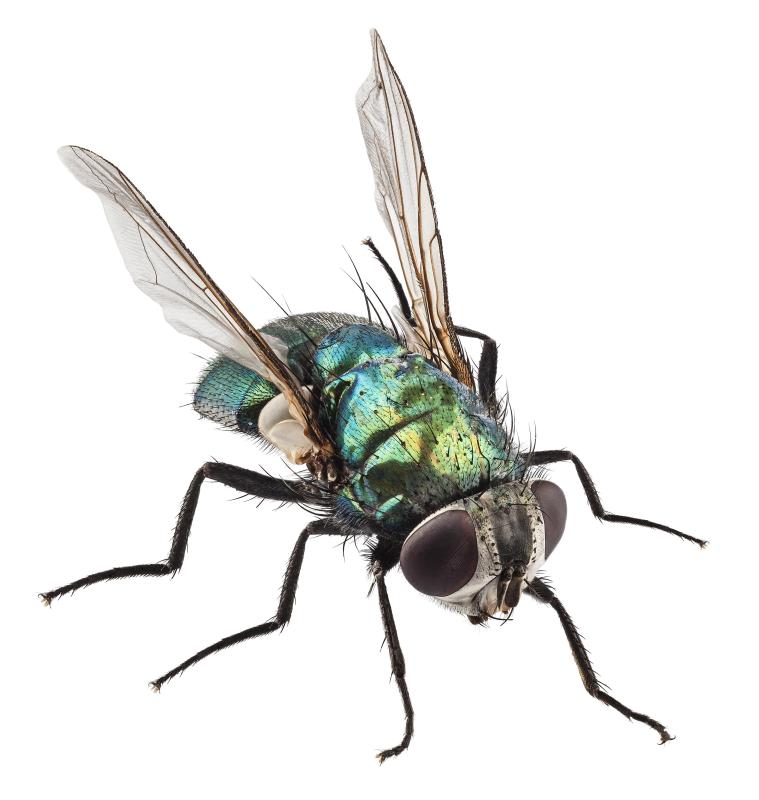 Flies are some of the most common biting insects.