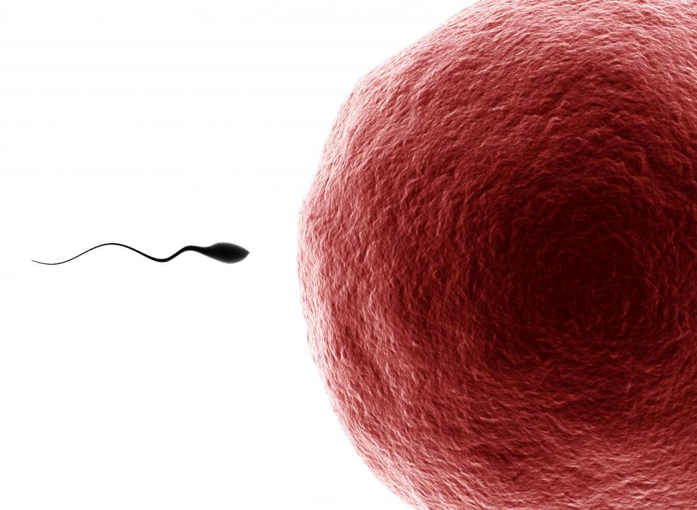 Sperm are actually the cells that fertilize an egg, whereas semen is the fluid in which they are passed to the female reproductive tract.