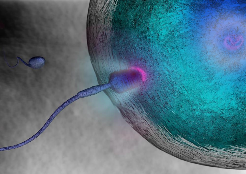Gametes are the cells used in sexual reproduction.