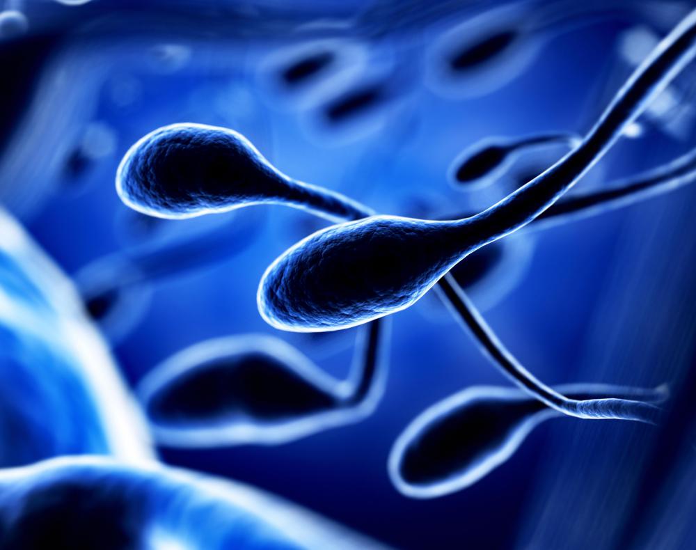 Asian ginseng may help improve sperm count.