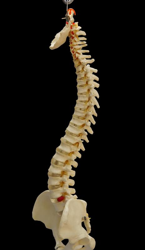 The vertebrae, which protect the spinal cord, are irregularly shaped.
