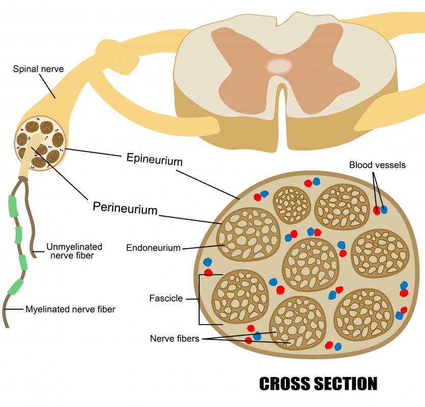 Spinal nerves are an integral part of the peripheral nervous system, carrying signals from the body to the brain.