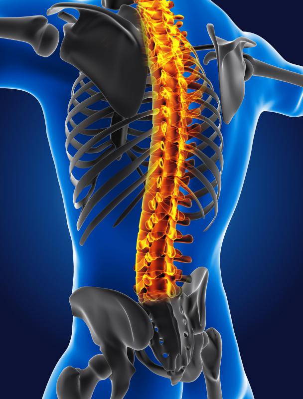 The central nervous system contains the brain and spinal cord.