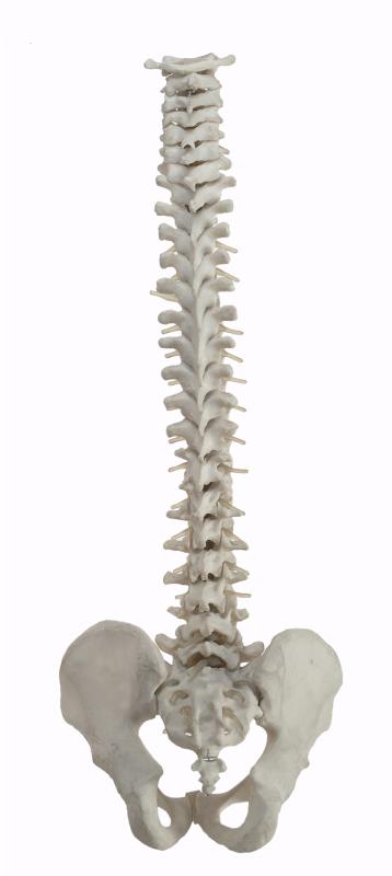 The spinal column acts as a protective covering for the spinal cord.