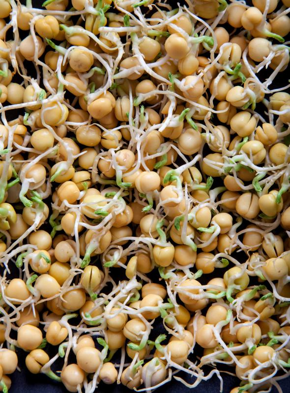 Sprouted alfalfa seeds.