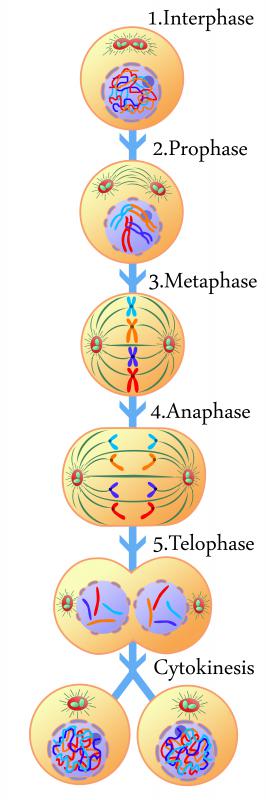 The stages of mitosis.
