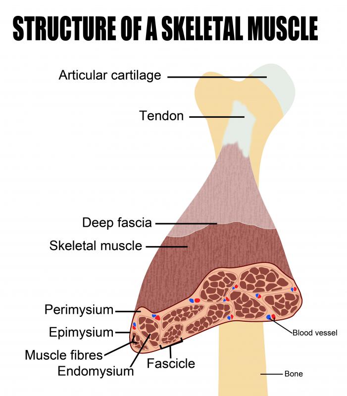 Skeletal muscles are linked to the bone with the help of tendons.