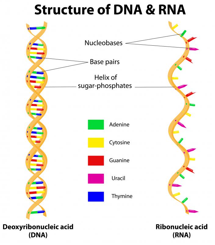 A gene is a set of instructions for making a molecule, given through a set of nucleotides in a molecule of DNA or RNA.