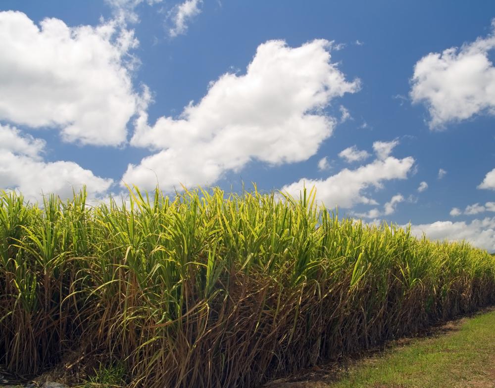 Sugar cane contains disaccharides.
