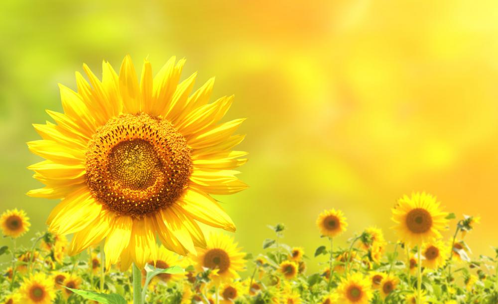 Sunflower oil is rich in linoleic acid.