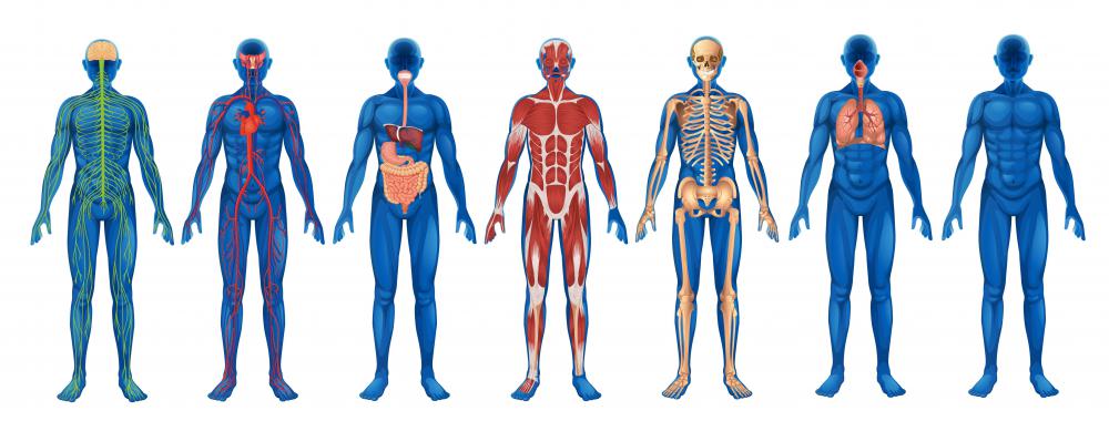 Human physiology is the study of how the body's systems function.