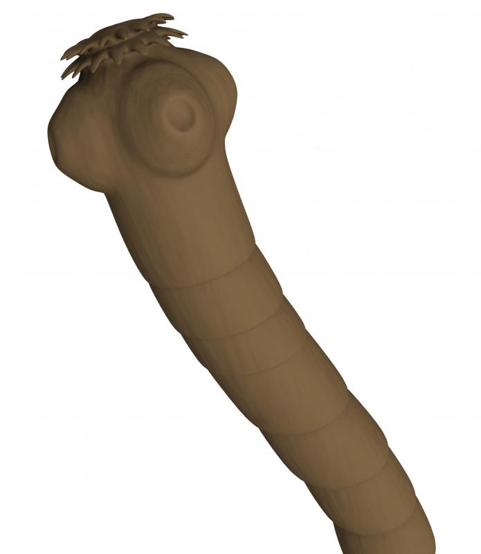 The Tapeworm Diet uses tapeworms to help consume some of the food that a person eats.