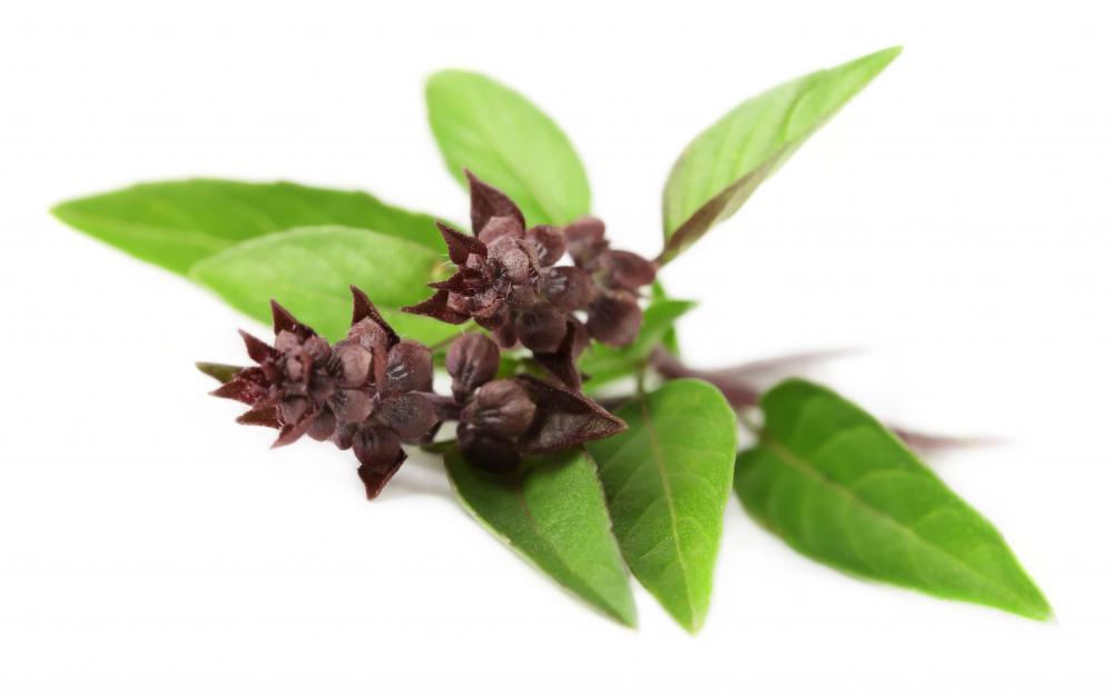 Thai basil is a cultivar of sweet basil, Ocimum basilicum.