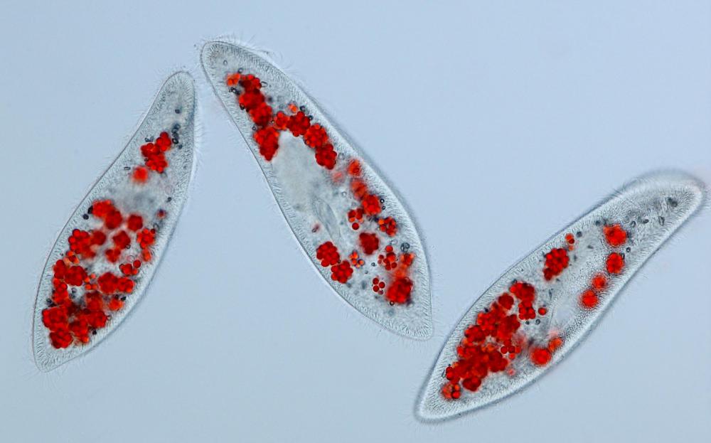 Paramecium caudatum are single-celled, ciliated organisms.