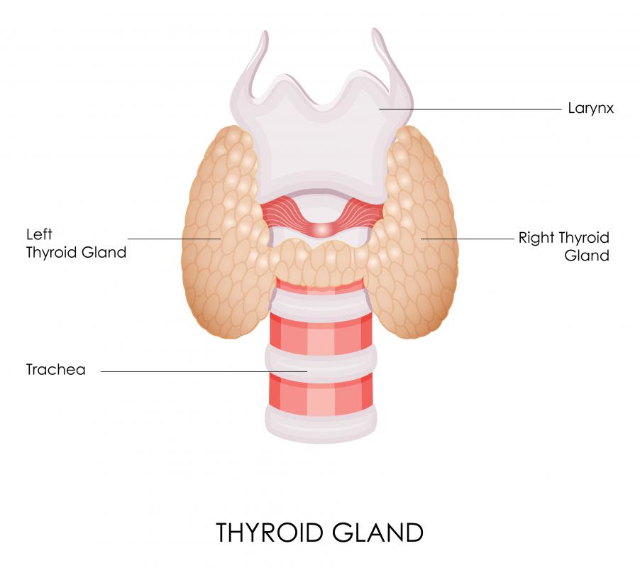 The thyroid gland is responsible for secreting hormones that control the rate at which the body's cells burn fuel for energy.