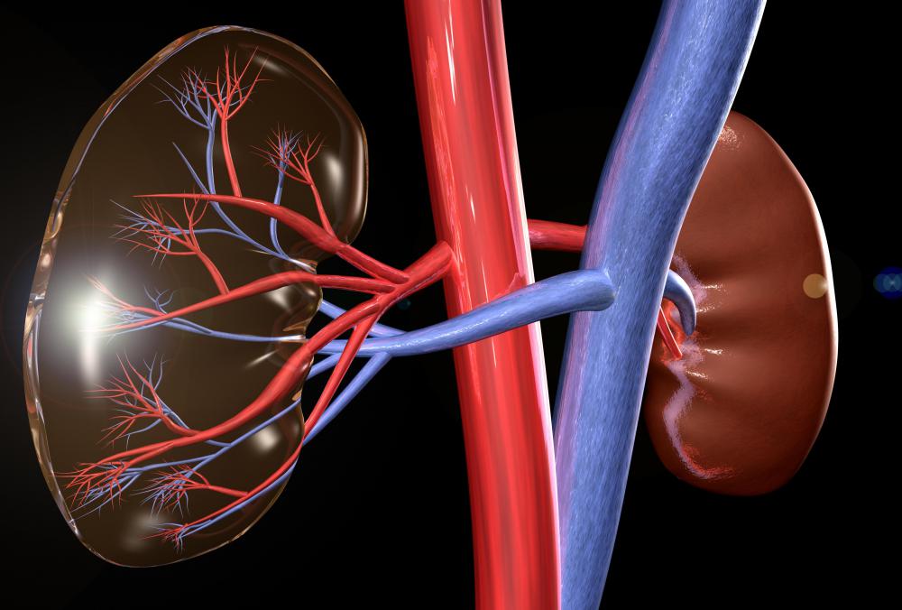 Since the body can survive with only one kidney, a live donor may be possible for those in need of a kidney transplant.
