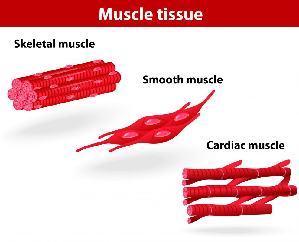 Cardiac muscle tissue contains characteristics associated with both smooth and skeletal muscle tissue.