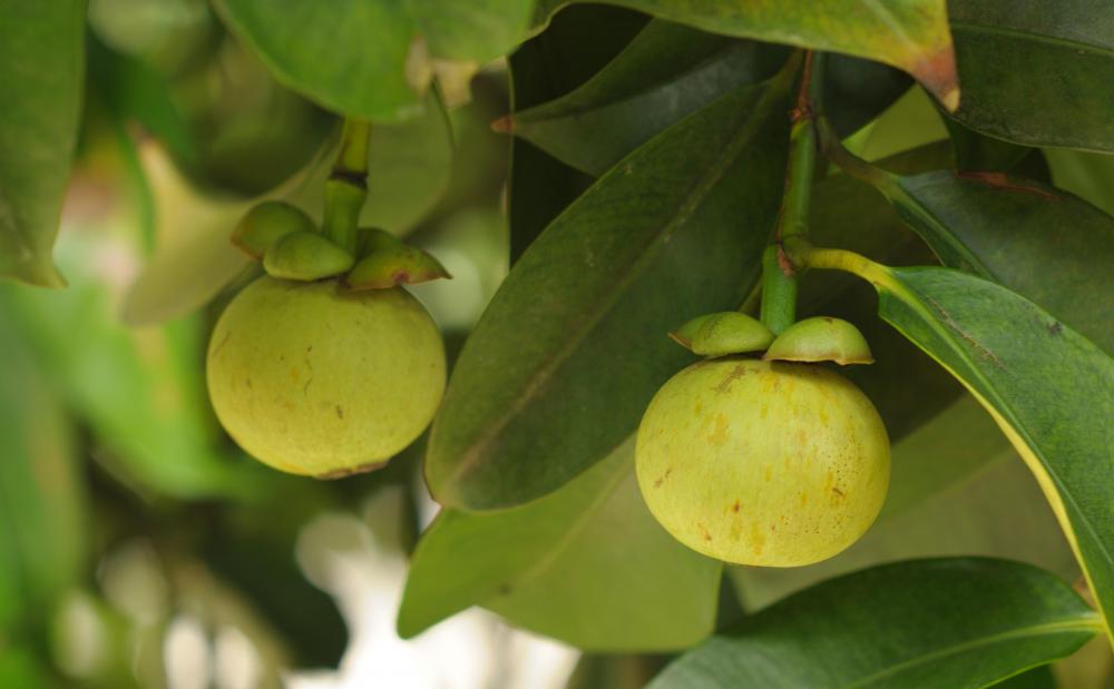 Unripe fruit growing on a garcinia cambogia tree.