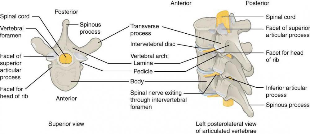 All human veterbrae have pedicles.