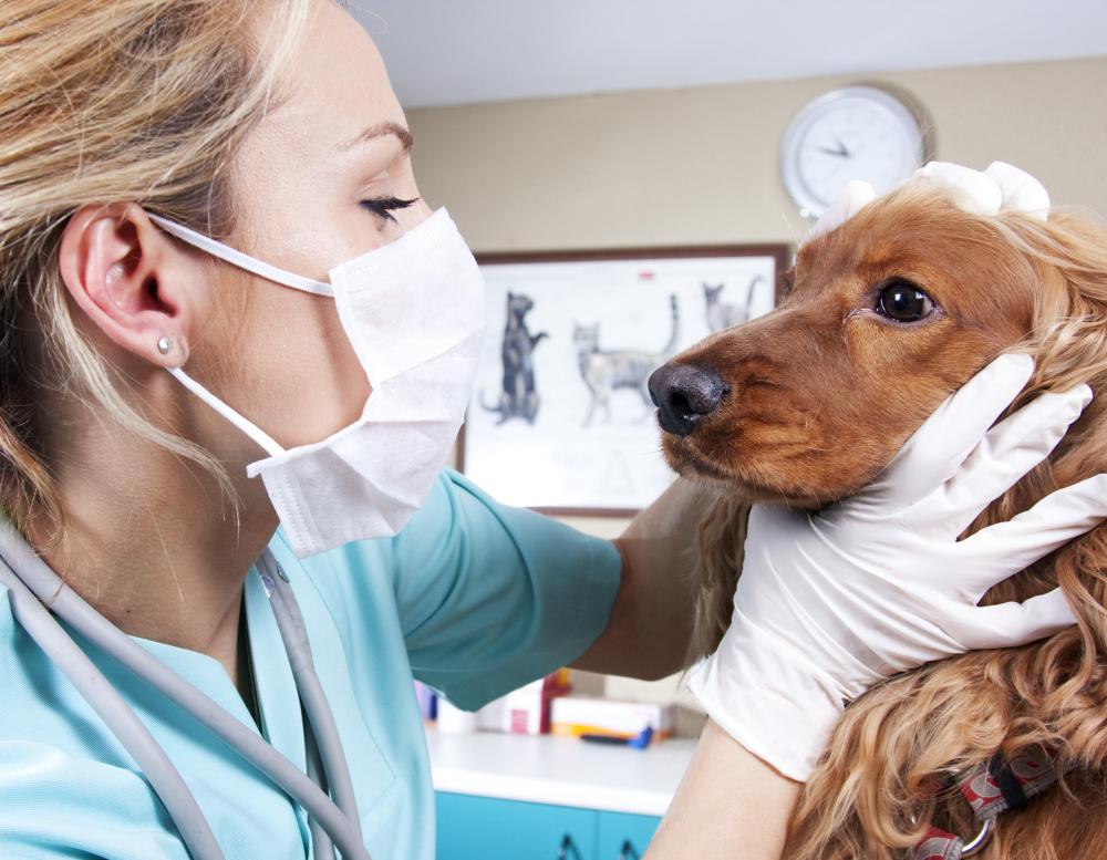 Mosquitos can transmit heartworm to dogs.