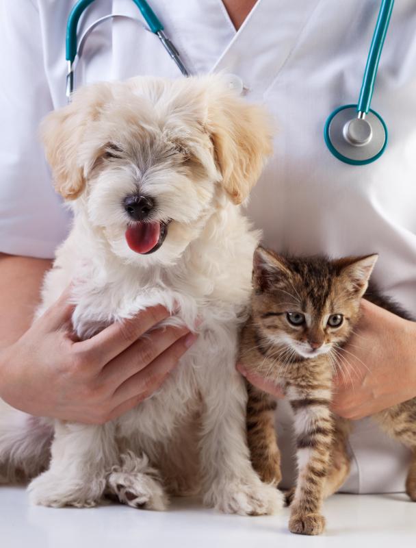 Cauliflower ear is common among cats and dogs.