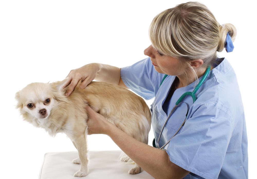 Meningoencephalitis is often associated with other conditions, such as rabies.