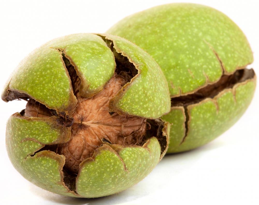 Walnuts with the green husks splitting off.
