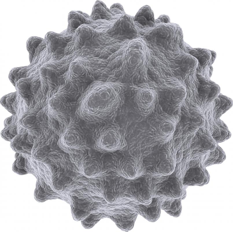 A white blood cell.