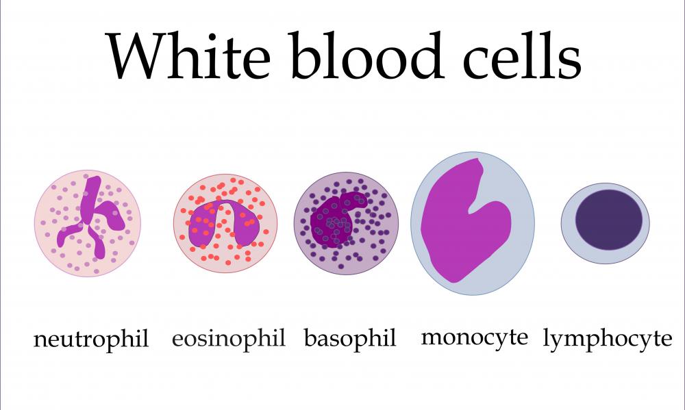 White blood cells called lymphocytes are a major part of the lymphatic system.
