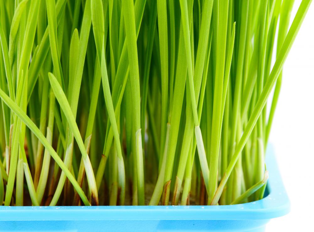 Wheatgrass, which helps combat anemia and colitis, tends to have a sweeter taste than barley grass.