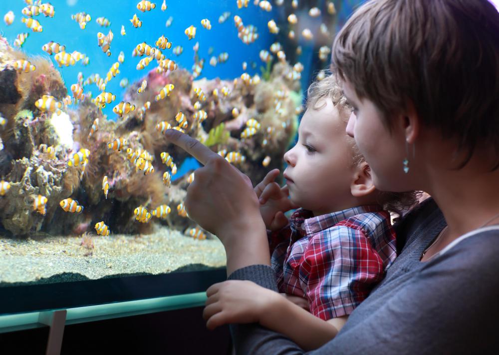Spirulina powder may be used as a supplement to animal feeds for aquariums.