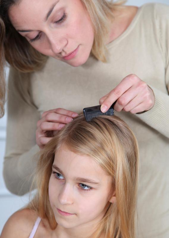 Tea tree oil can be used as a remedy for lice.