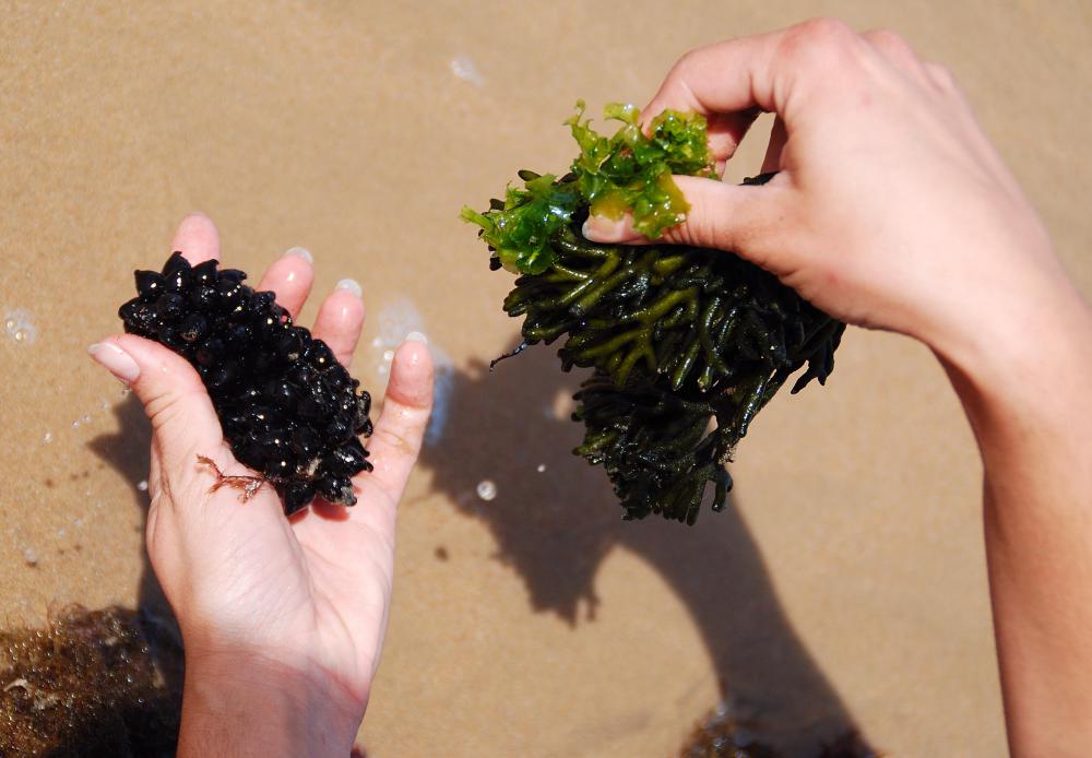 Types of beta glucan can be derived from algae.
