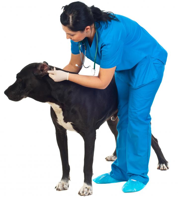 Blepharitis is common in dogs with mange.