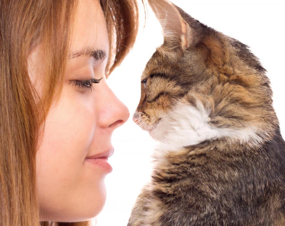 Cats are the primary carrier of ocular toxoplasmosis.